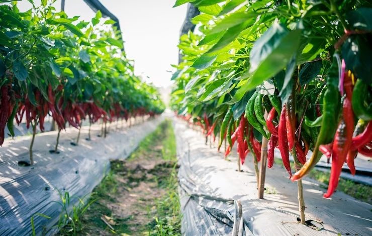 Tanaman Cabai & Perawatan Terhindar Dari Hama