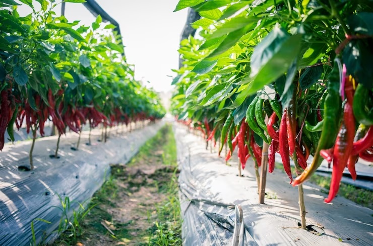 Tanaman Cabai & Perawatan Terhindar Dari Hama