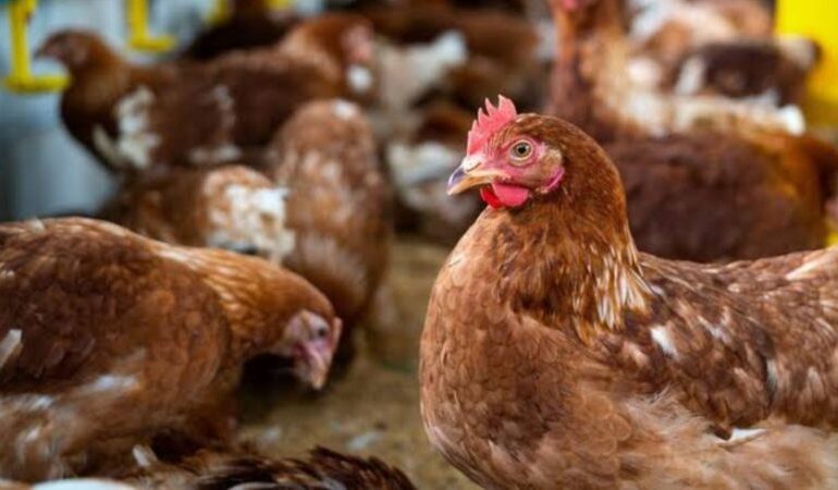 Ayam Petelur Yang Menghasilkan Keuntungan Tinggi Dalam Skala Kecil