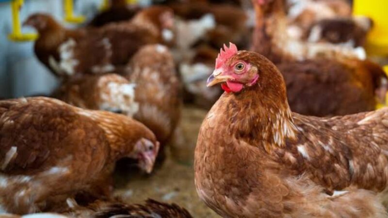 Ayam Petelur Yang Menghasilkan Keuntungan Tinggi Dalam Skala Kecil