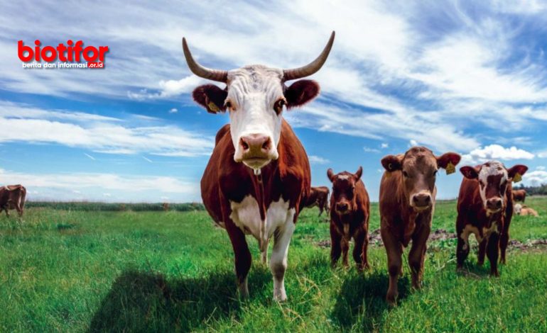 Peternakan Sapi Memilikin Manfaat Sebagai Pertanian & Industri