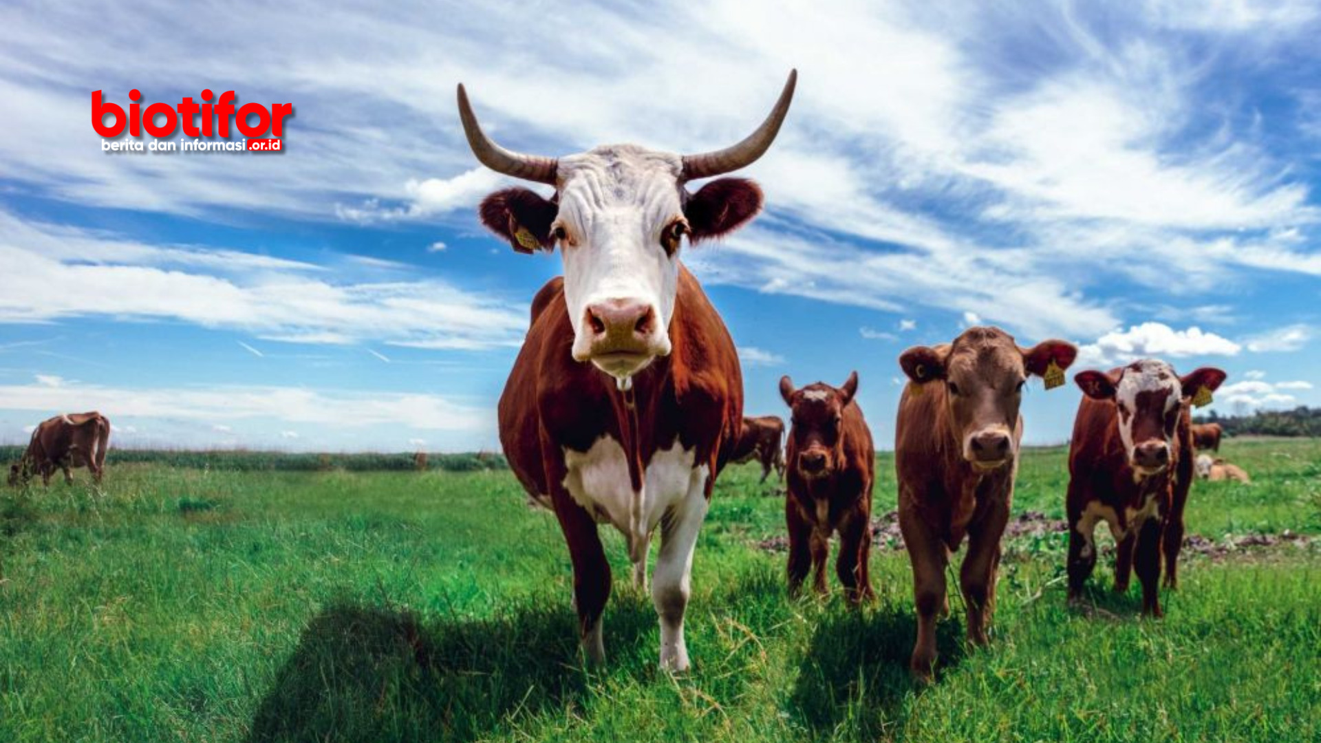 Peternakan Sapi Memilikin Manfaat Sebagai Pertanian & Industri