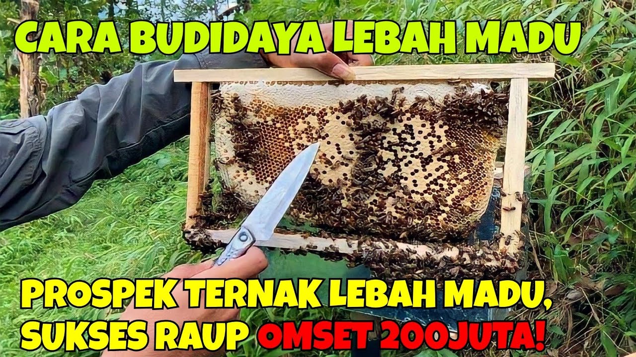 Budidaya Lebah Madu Yang Efektif & Menghasilkan Madu Murni 100%