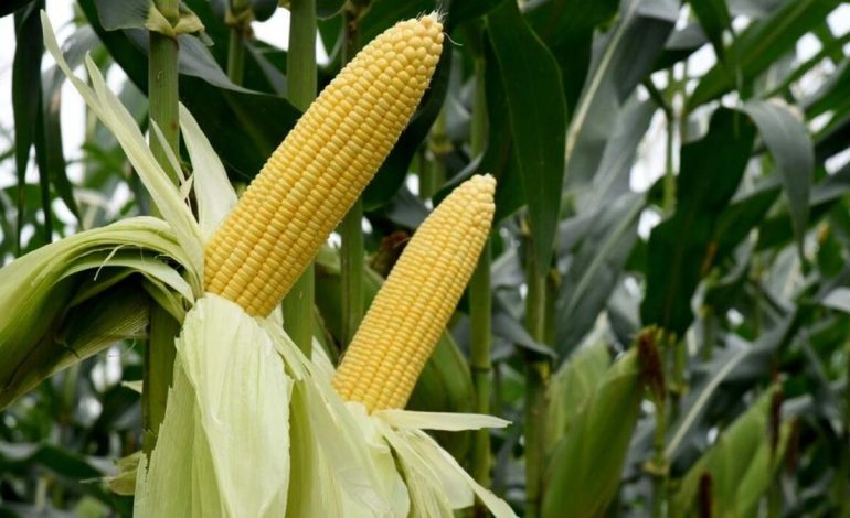 Perawatan Jagung Manis Agar Menghasilkan Buah Premium