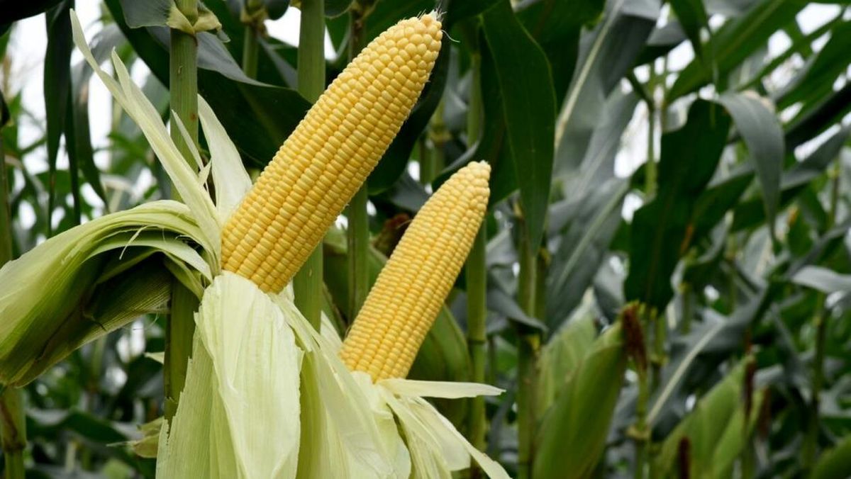 Perawatan Jagung Manis Agar Menghasilkan Buah Premium